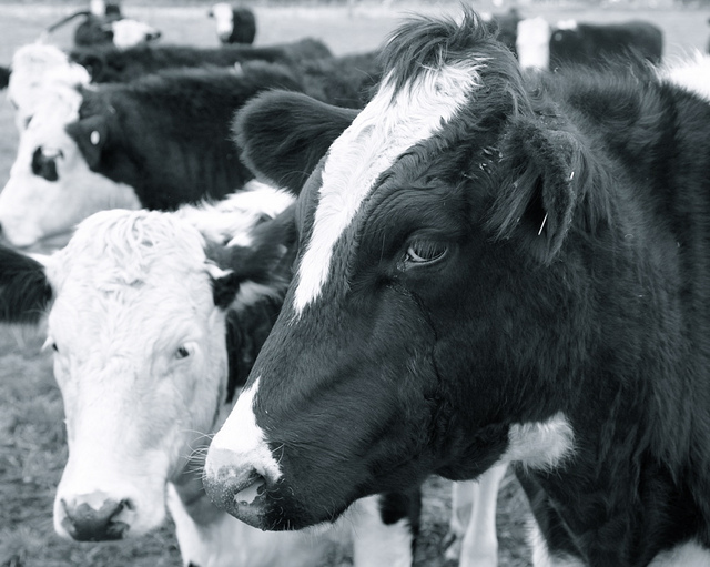 4627140375_30398b6a11_z